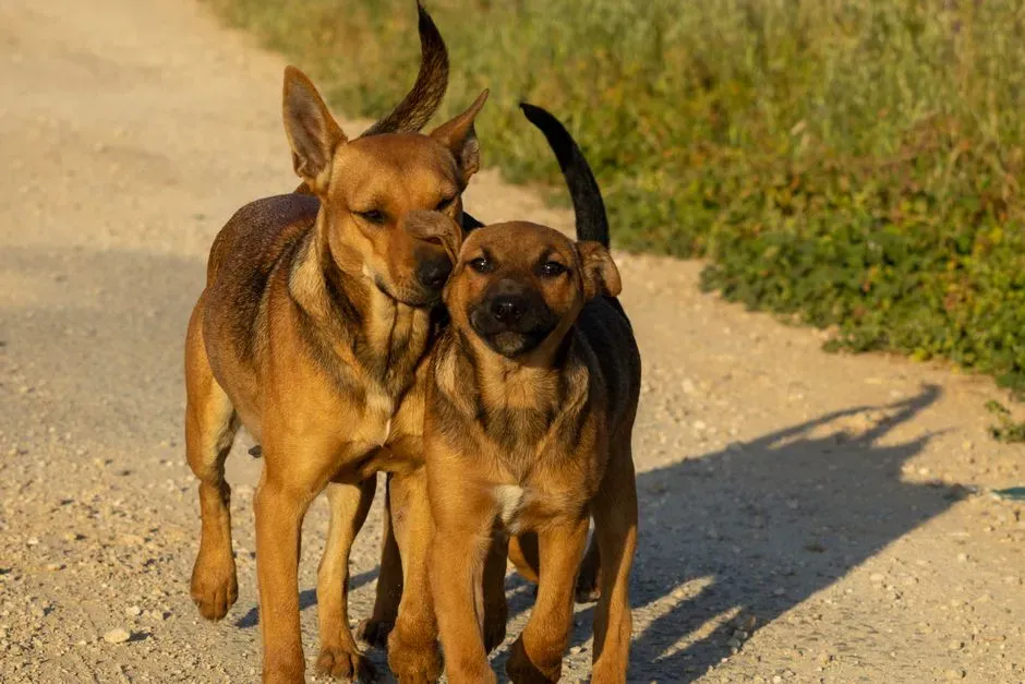 #8 – Breed Is Not Destiny for Behavior (Image Credits: Pexels)