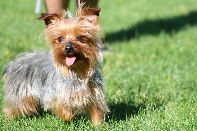 Yorkshire Terriers: Small Packages, Big Hearts (Image Credits: Flickr)