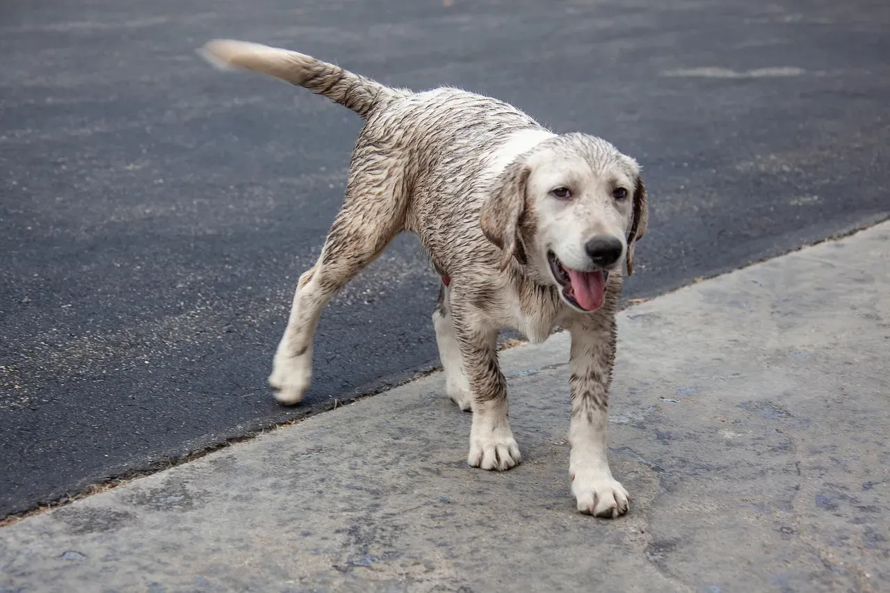 #8 - Treating Mud as an Unavoidable Part of Your Interior Design (Image Credits: Pixabay)