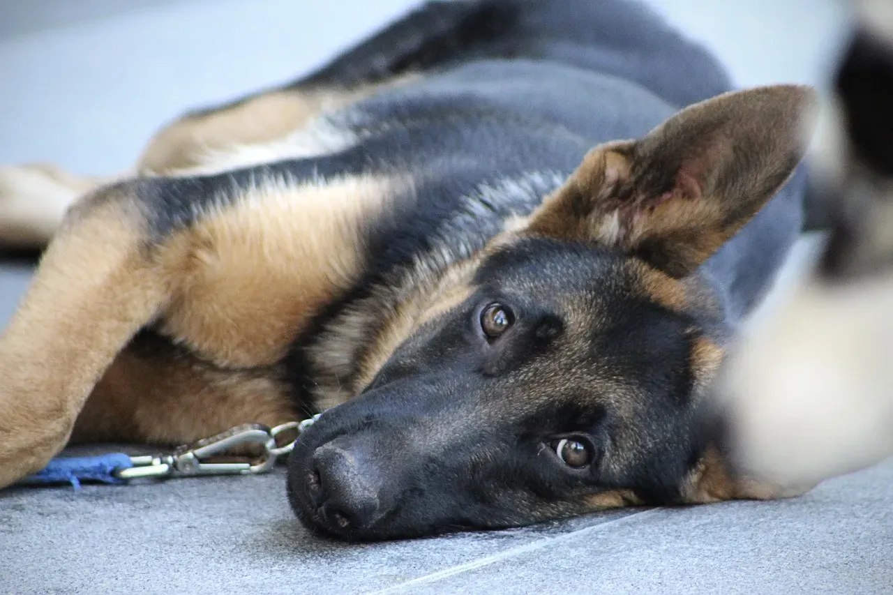 Helping Your Dog Feel Safer: What Actually Works (Image Credits: Pixabay)