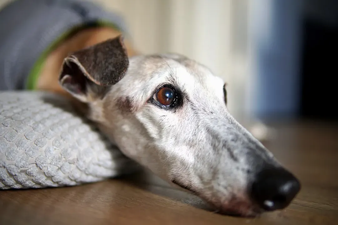 Greyhound: The Low‑Maintenance Lounger (Image Credits: Unsplash)