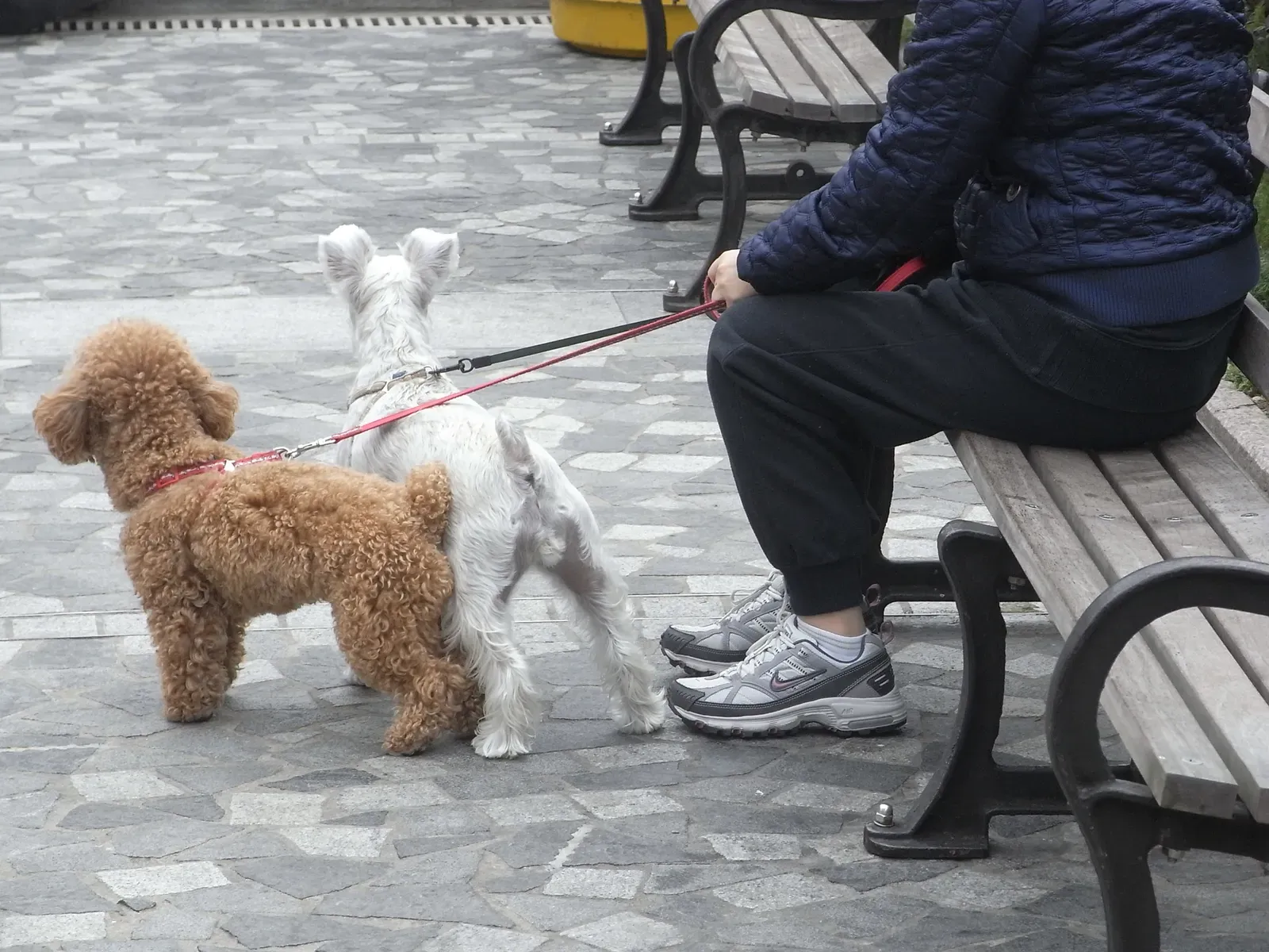 #9 - Who Was Gentle (and Who Wasn't) With Their Leash and Collar (By Snowacinesy, CC BY-SA 3.0)