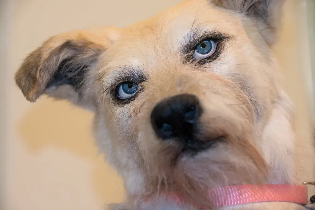 Eyes, Ears, and Mouth: The Face Doesn't Lie (Image Credits: Flickr)