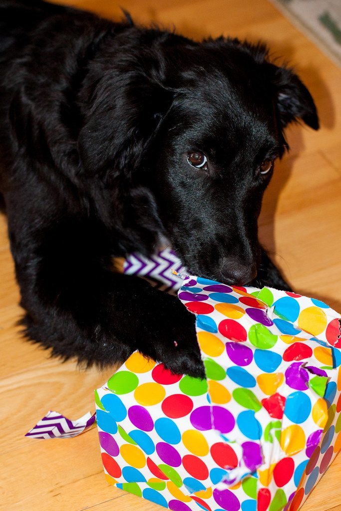 The Primal Joy of Tearing and Shredding (Image Credits: Flickr)