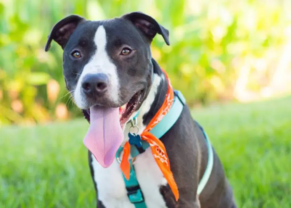 Conclusion: The Grey Muzzle That Will Change Your Life (Image Credits: Flickr)