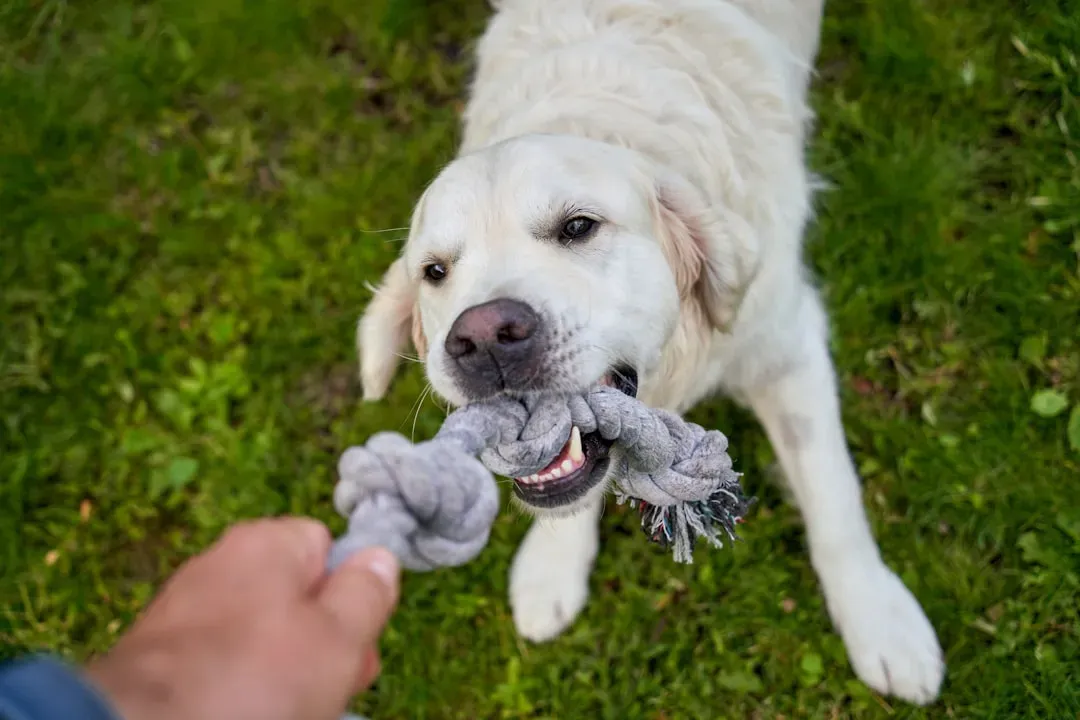 5. Tug of War: Let Them Win (Sometimes) (Image Credits: Unsplash)