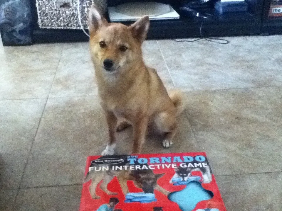 The Puzzle Toy Master: Intelligent Problem Solvers Who Need Mental Workouts (Image Credits: Flickr)