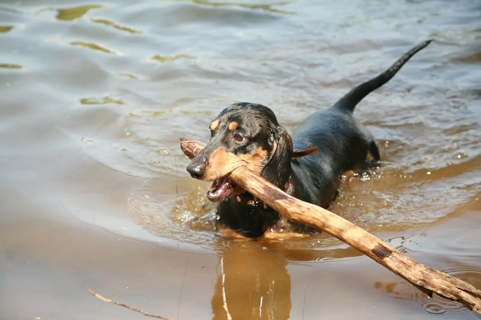 The Dachshund: Long on Charm, Short on Swimming Ability (Image Credits: Wikimedia)