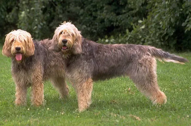 1. The Otterhound: Britain's Rarest and Most Boisterous Sweetheart (Image Credits: Wikimedia)