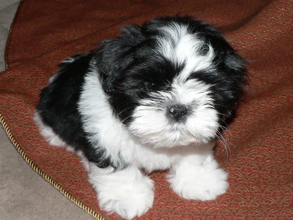 Meet the Shih Tzu: A Virgo's Dream Companion (Image Credits: Flickr)