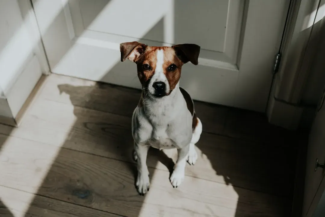 8. The Sun Patch Becomes Emotional Comfort, Not Just Physical (Image Credits: Unsplash)