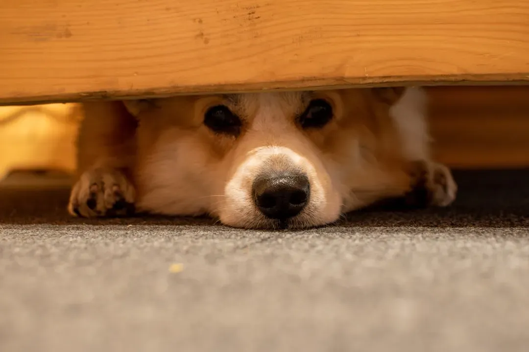 2. Seeking Shelter in Unusual Places (Image Credits: Unsplash)