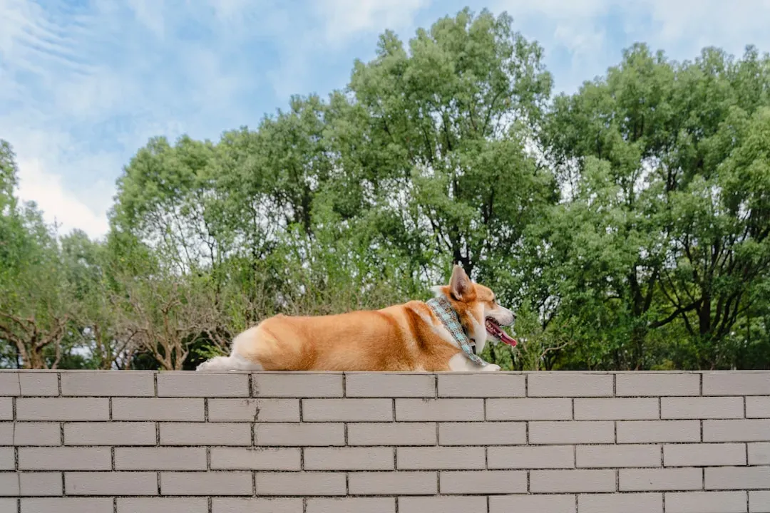 6. They're Trying to Escape the Yard (Image Credits: Unsplash)