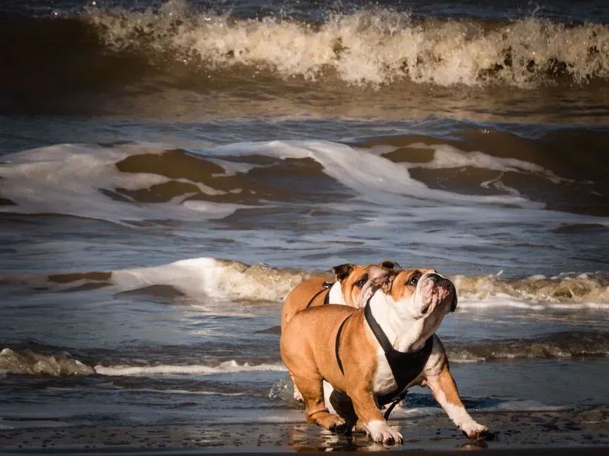 1. English Bulldog: Built Like a Furnace in the Desert (Image Credits: Pexels)