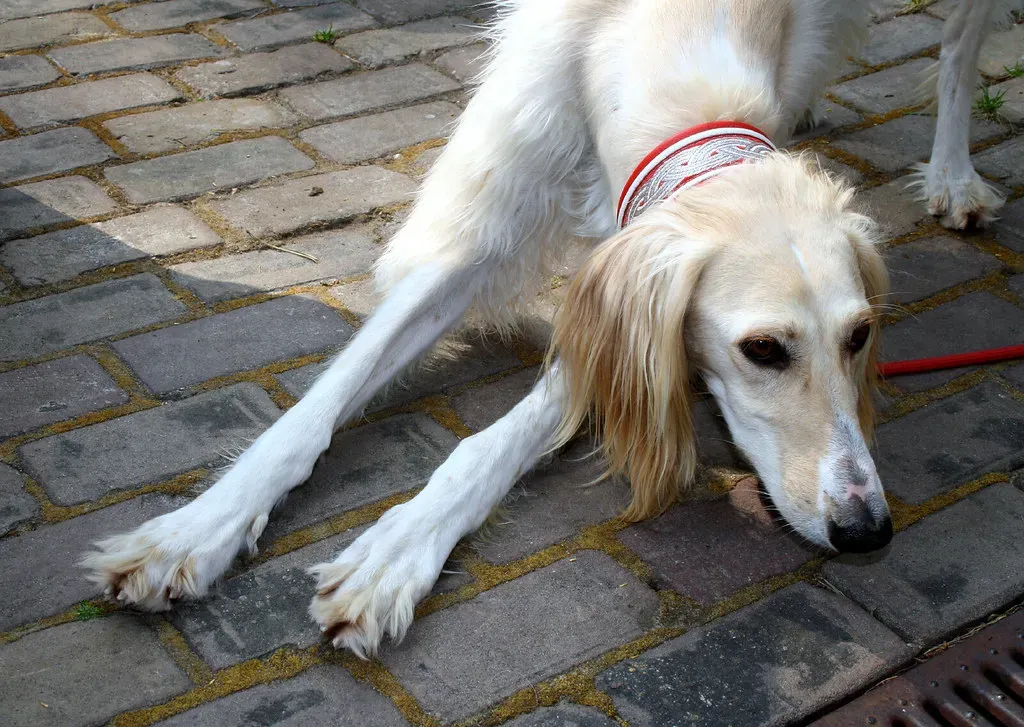 Conclusion: Celebrating Every Dog's Unique Gifts (Image Credits: Flickr)