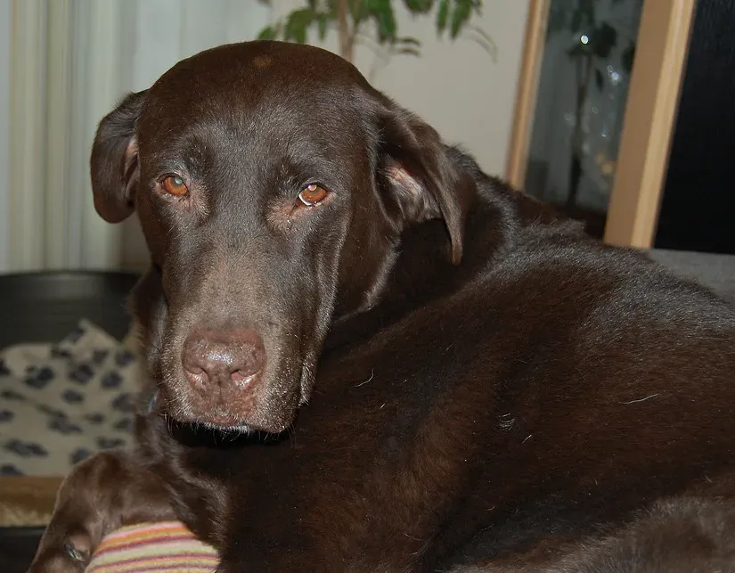 They Can Tell Time Better Than You'd Expect (Image Credits: Flickr)