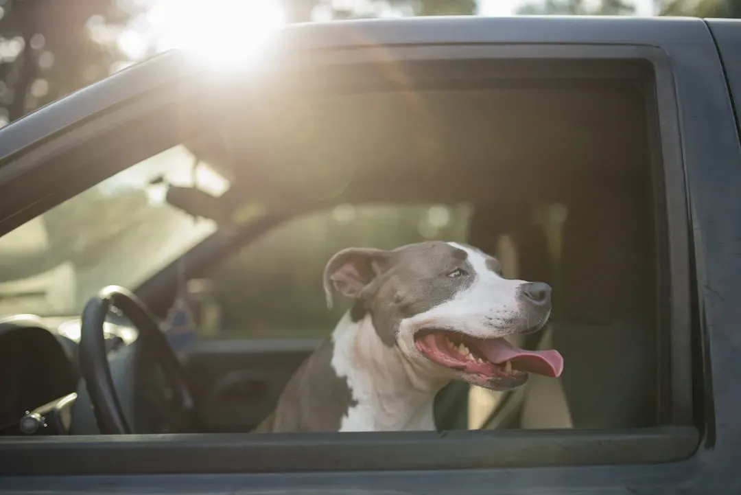 8. Never Leave Your Dog Alone in a Parked Car (Image Credits: Unsplash)