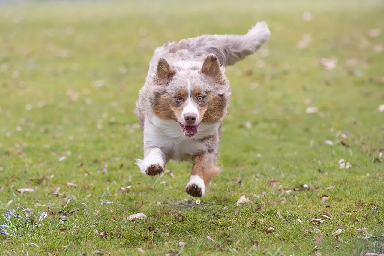 Australian Shepherd: Your Energetic Shadow (Image Credits: Pixabay)