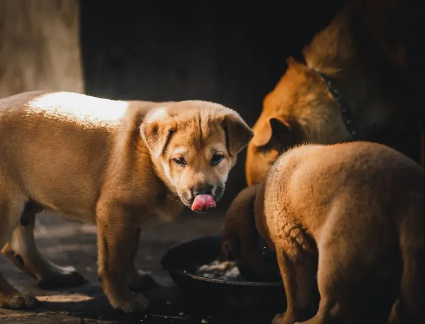 #3 - Whether They Eat Under Pressure (Image Credits: Pexels)