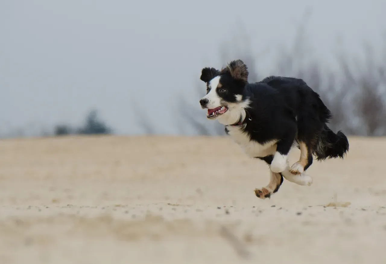 The Border Collie: The Genius Athlete (Image Credits: Pixabay)