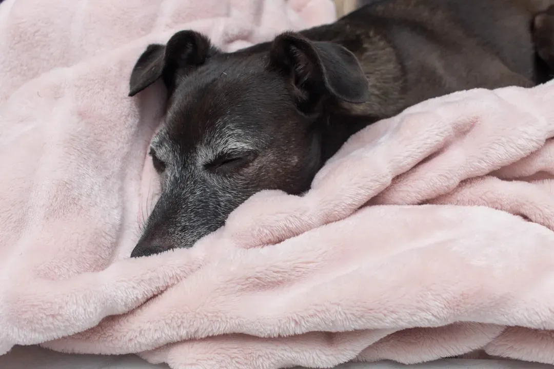 A Blanket Is a Memory Bank in Disguise (Image Credits: Unsplash)