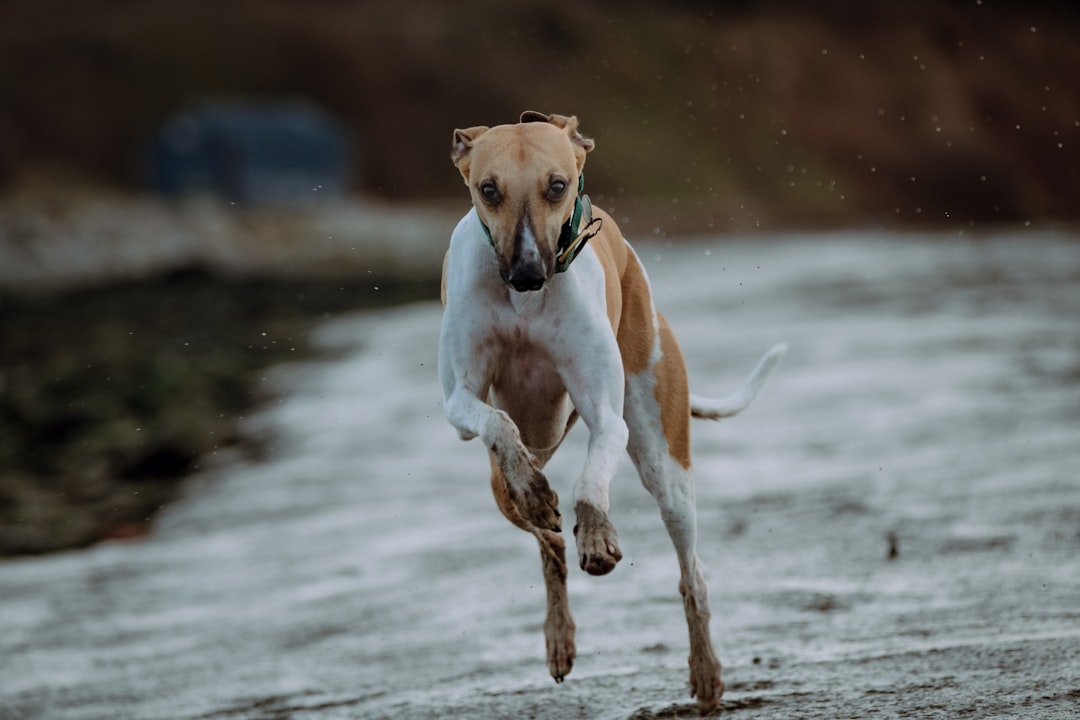 #14. Whippet (Image Credits: Unsplash)