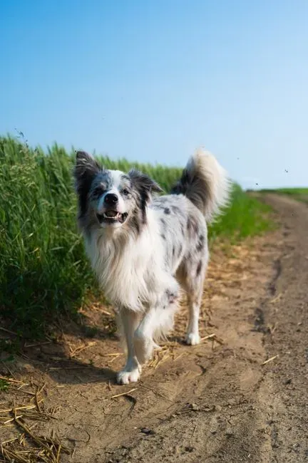 5. Subtle Blocking And Herding Movements When You Walk Somewhere (Image Credits: Pexels)