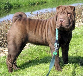 8. The Chinese Shar-Pei: The Watchful Protector (Image Credits: Wikimedia)
