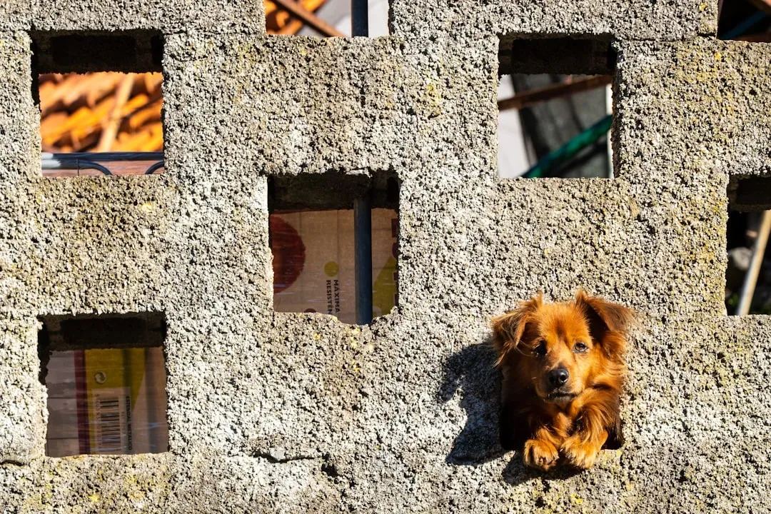 #7. They Stare at the Wall Like They Can See Through It (Image Credits: Unsplash)