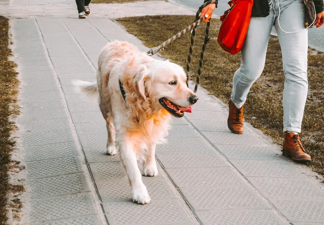 Balancing Real-Life Schedules With Your Dog’s Needs (Image Credits: Unsplash)