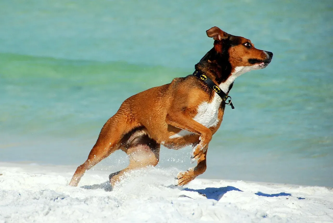 Capricorn Dogs Demonstrate Quiet Determination (Image Credits: Pixabay)