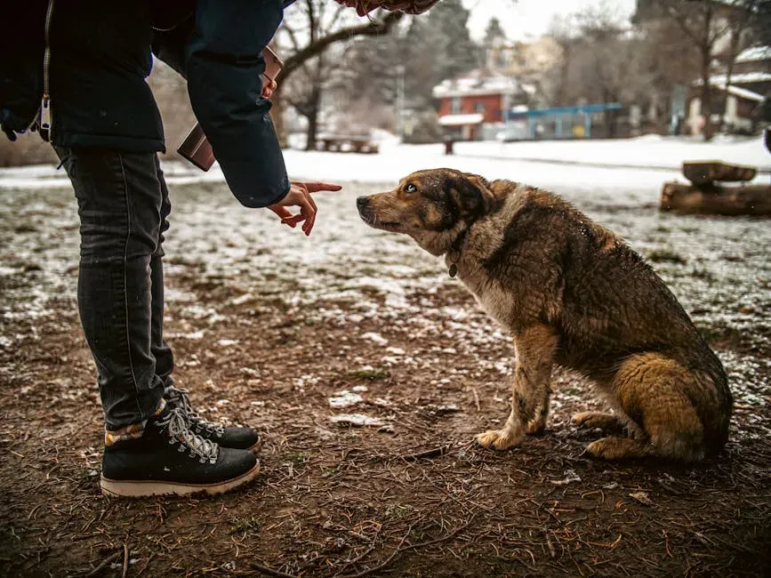 #2: Dogs Feel Guilt When They've Done Something Wrong (Image Credits: Pexels)