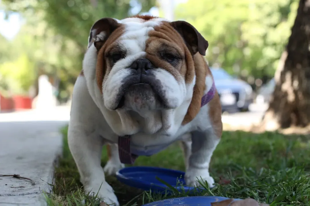 10. English Bulldog - Lovably Lazy and Stubbornly Set in Their Ways (Image Credits: Unsplash)