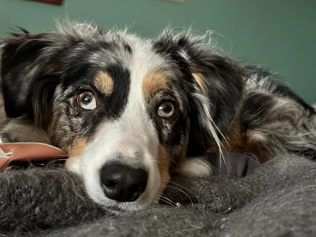 8. Australian Shepherd: The Workaholic With a Jaw (Image Credits: Unsplash)