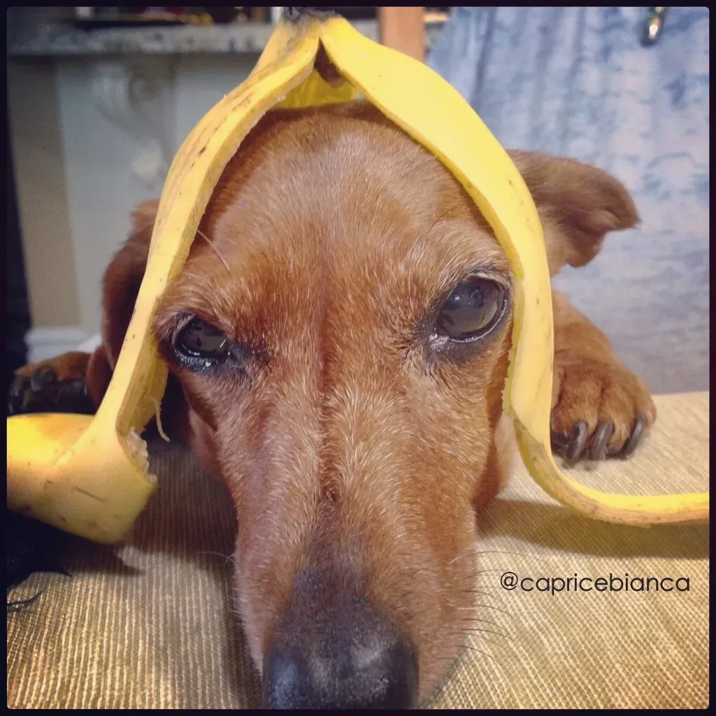 Bananas (alyssaBLACK., Flickr, CC BY-SA 2.0)