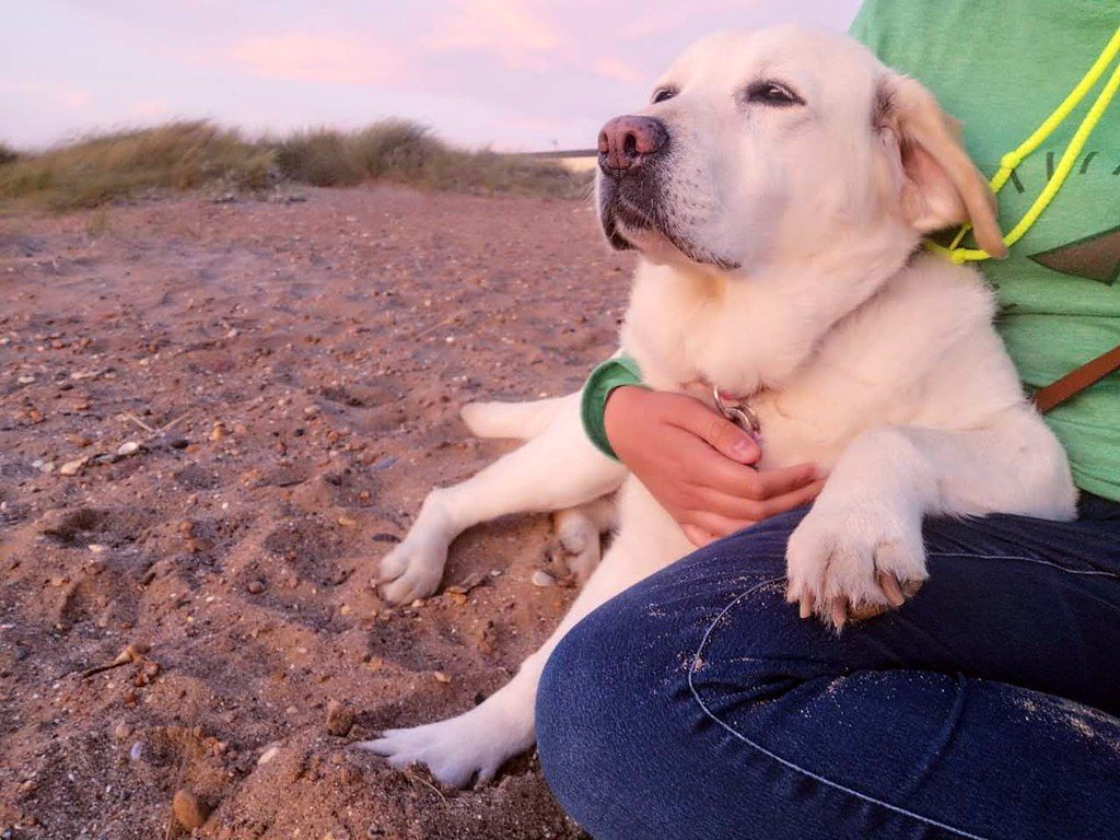 Labrador Retrievers: Earthy Souls with Heart (Image Credits: Flickr)