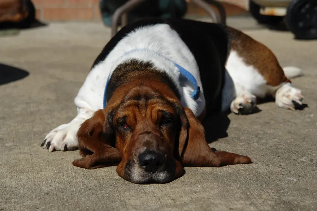 The Stubborn Charmers: Basset Hounds (Image Credits: Flickr)