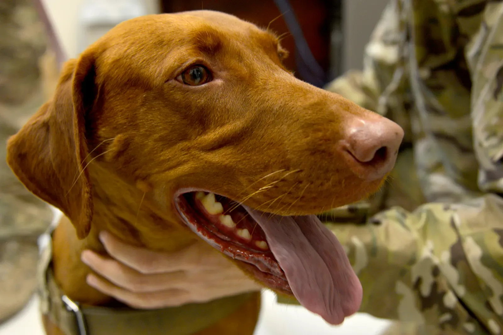 All Behavioral Changes Are Just Normal Aging (Image Credits: Wikimedia)