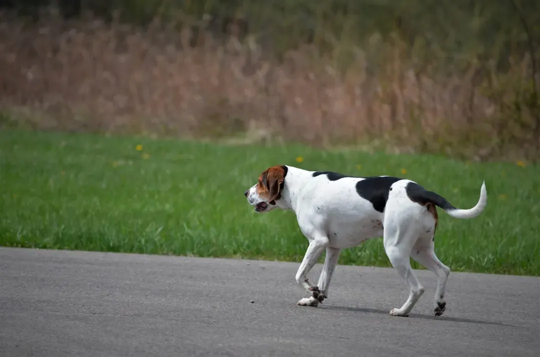 1. They Won't Stop Pacing or Shaking (Image Credits: Unsplash)