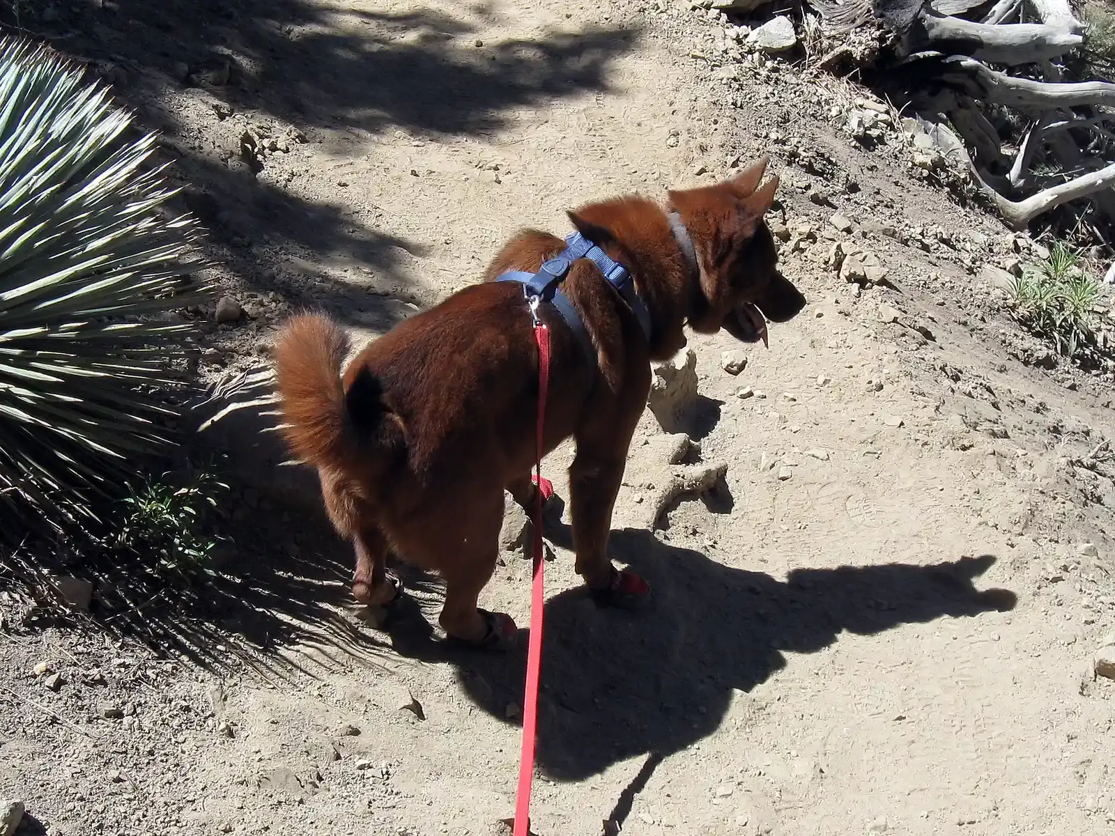 Adventure Together, Prepared Together (Cisco with the booties, CC BY-SA 2.0)