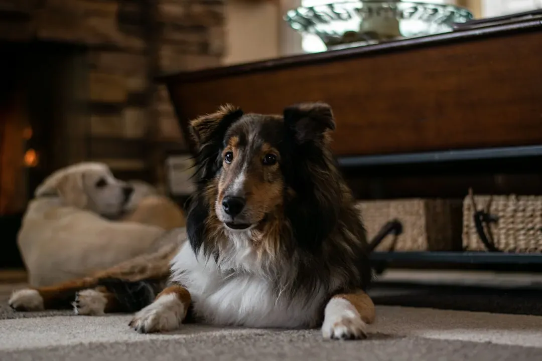 Shetland Sheepdog: The Quiet Observer Who Feels Everything (Image Credits: Unsplash)