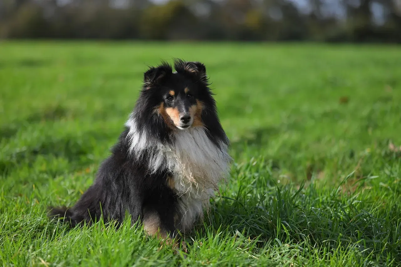 Shetland Sheepdog – The Eager Student (Image Credits: Pixabay)