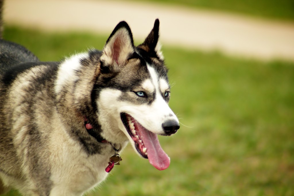 Siberian Huskies: Arctic Athletes in Your Living Room (Image Credits: Flickr)