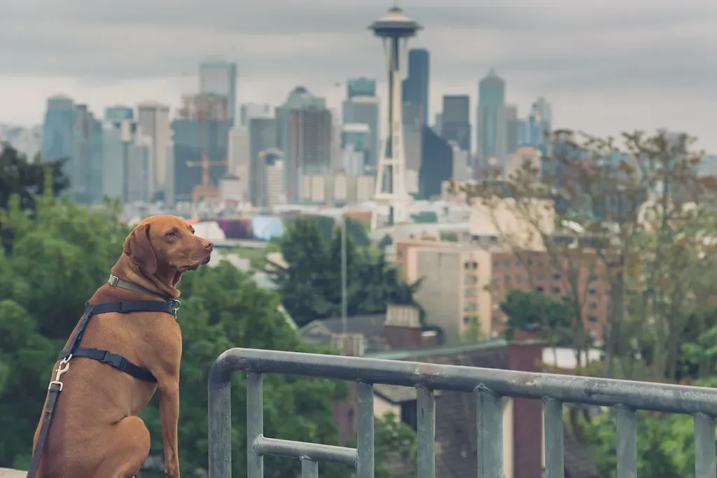 Seattle, Washington – Urban Life with a Wild Backdrop (Tony Webster, Flickr, CC BY 2.0)