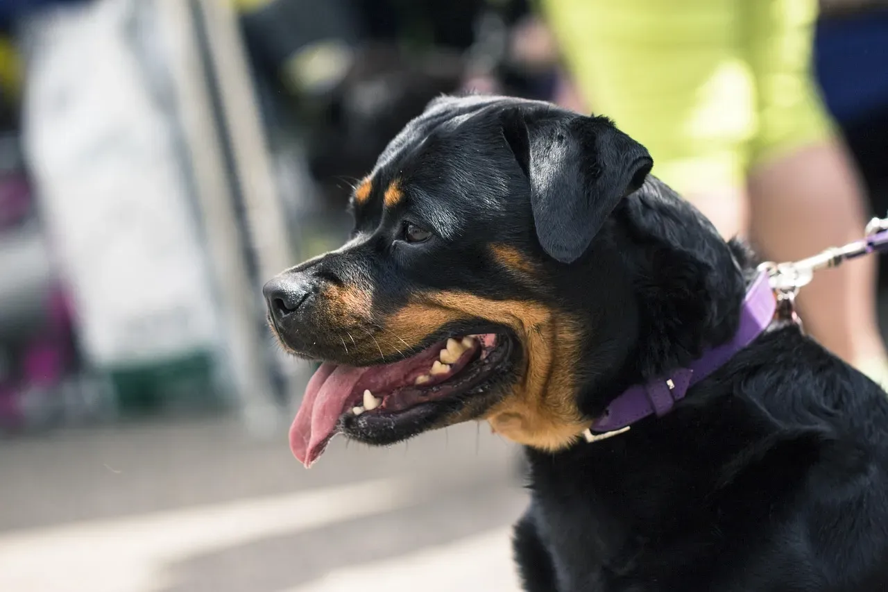 Conclusion: When a Dog Decides You’re Theirs, Everything Changes (Image Credits: Pixabay)