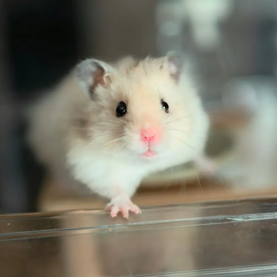 They Groom Themselves In The Open (Image Credits: Unsplash)