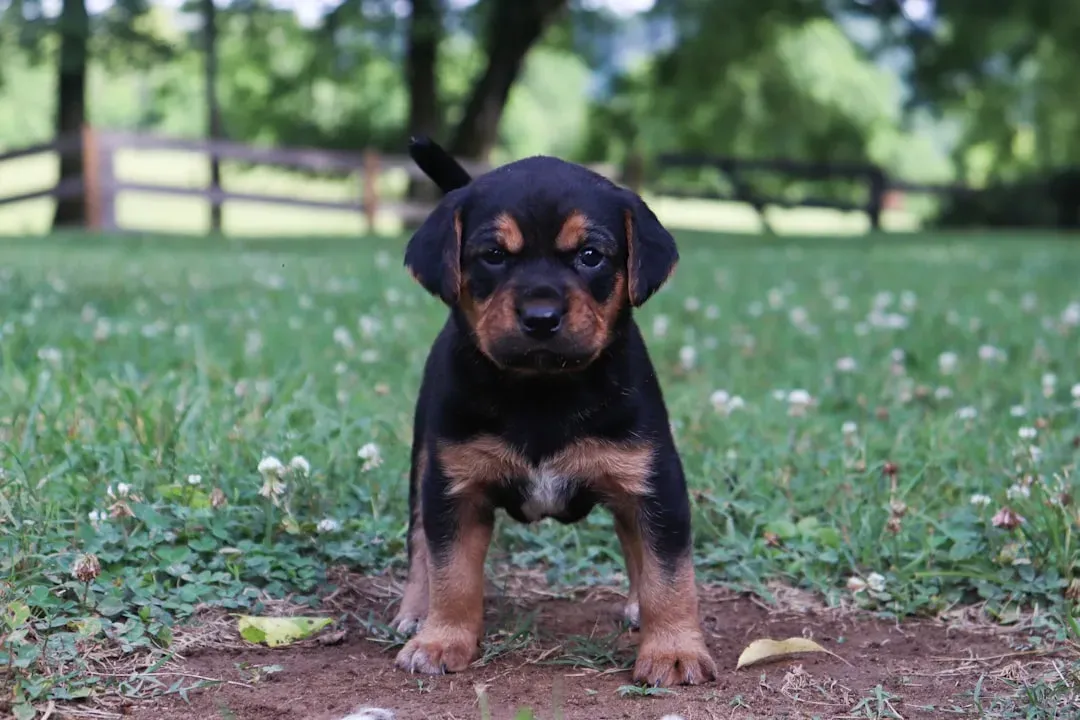 Rottweiler (Image Credits: Unsplash)