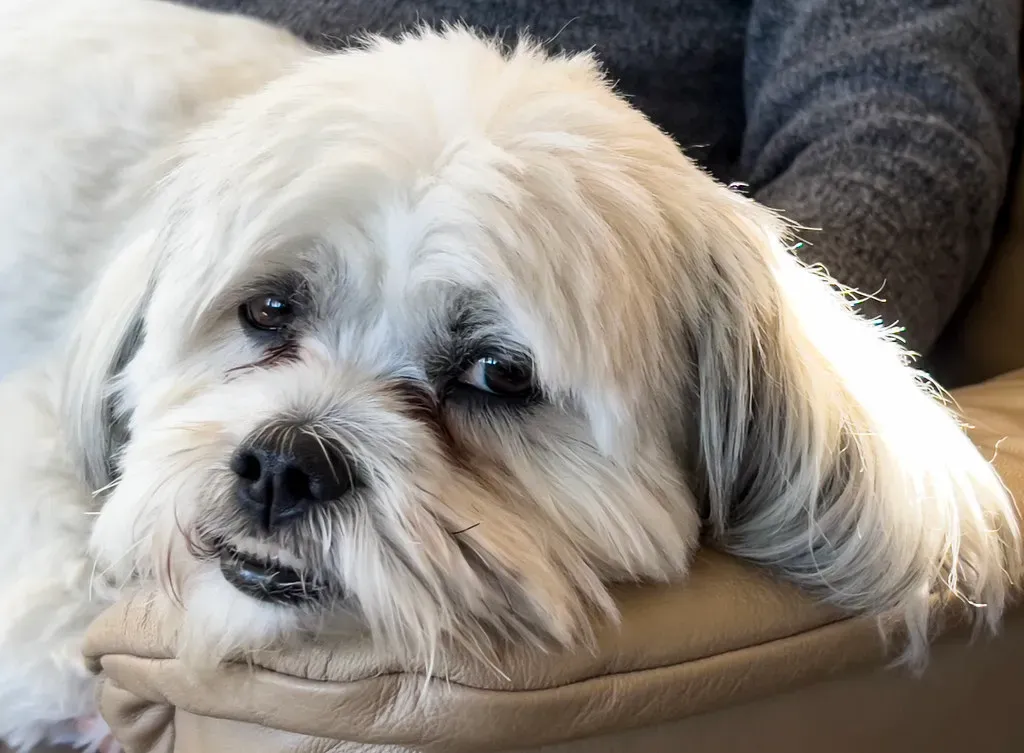 The Shih Tzu: Ancient Lap Dog Royalty (Image Credits: Flickr)