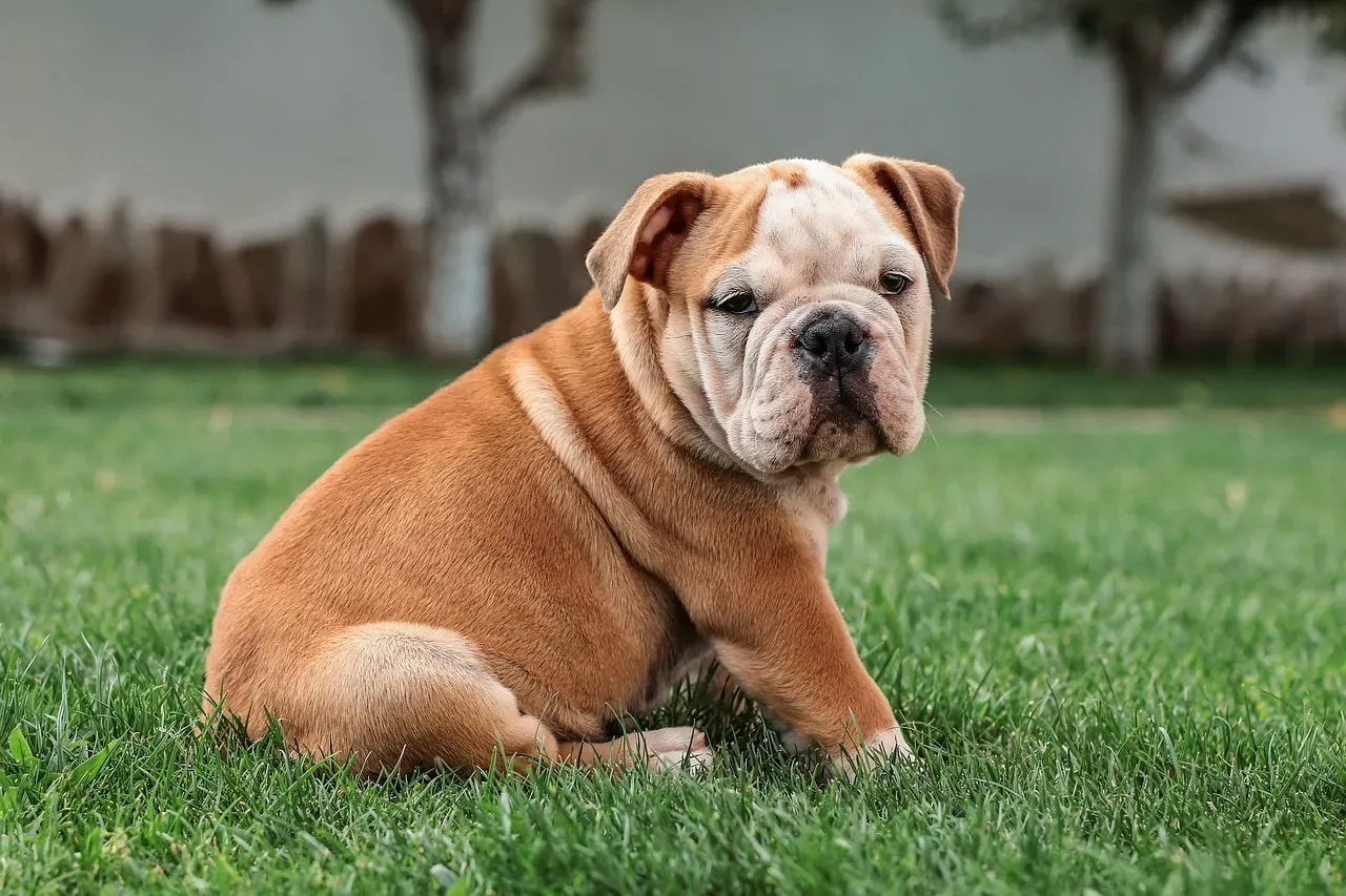 5. Bulldog: The Immovable, Lovable Couch Philosopher (Image Credits: Pixabay)