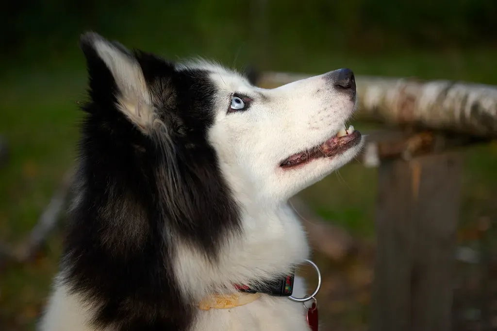 Siberian Huskies: Vocal Rebels Against Your Orderly Plans (Image Credits: Flickr)